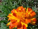 <img0*100:stuff/z/166146/Cia%2527s%2520Stock%2520Pictures/Cia%20stock%20Photos%20(51).JPG>