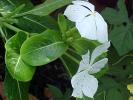 <img0*100:stuff/z/166146/Cia%2527s%2520Stock%2520Pictures/Cia%20stock%20Photos%20(55).JPG>