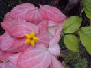 <img0*100:stuff/z/166146/Cia%2527s%2520Stock%2520Pictures/Cia%20stock%20Photos%20(59).JPG>