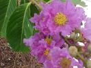 <img0*100:stuff/z/166146/Cia%2527s%2520Stock%2520Pictures/Cia%20stock%20Photos%20(62).JPG>