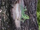 <img0*100:stuff/z/166146/Cia%2527s%2520Stock%2520Pictures/Cia%20stock%20Photos%20(63).JPG>