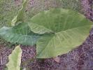 <img0*100:stuff/z/166146/Cia%2527s%2520Stock%2520Pictures/Cia%20stock%20Photos%20(78).JPG>