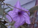 <img0*100:stuff/z/166146/Cia%2527s%2520Stock%2520Pictures/Cia%20stock%20Photos%20(81).JPG>