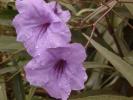 <img0*100:stuff/z/166146/Cia%2527s%2520Stock%2520Pictures/Cia%20stock%20Photos%20(82).JPG>