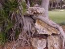 <img0*100:stuff/z/166146/Cia%2527s%2520Stock%2520Pictures/Cia%20stock%20Photos%20(85).JPG>