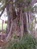 <img0*100:stuff/z/166146/Cia%2527s%2520Stock%2520Pictures/Cia%20stock%20Photos%20(86).JPG>