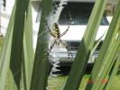 <img0*100:stuff/z/166146/cia%2527s%2520spider/yellow%20and%20black%20orb%20spider%20(2).JPG>