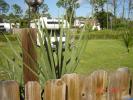 <img0*100:stuff/z/166146/cia%2527s%2520spider/yellow%20and%20black%20orb%20spider%20(5).JPG>