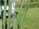 <img0*100:stuff/z/166146/cia%2527s%2520spider/yellow%20and%20black%20orb%20spider%20(6).JPG>