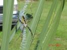 <img0*100:stuff/z/166146/cia%2527s%2520spider/yellow%20and%20black%20orb%20spider%20(7).JPG>
