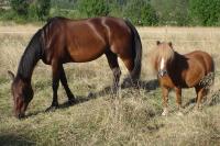 <img200*0:stuff/z/1673/joneyashorses/DSC02718.JPG>