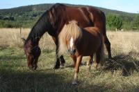 <img200*0:stuff/z/1673/joneyashorses/DSC02719.JPG>
