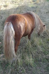 <img200*0:stuff/z/1673/joneyashorses/DSC02723.JPG>
