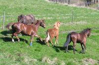 <img200*0:stuff/z/1673/joneyashorses/DSCN0500.JPG>
