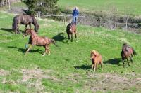 <img200*0:stuff/z/1673/joneyashorses/DSCN0503.JPG>