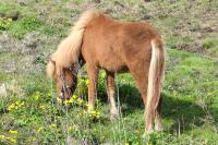 <img200*0:stuff/z/1673/joneyashorses/DSCN0773.JPG>