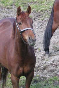 <img200*0:stuff/z/1673/joneyashorses/DSCN0780.JPG>