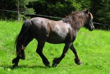<img0*150:stuff/z/1673/joneyashorses/DSCN1154.JPG>