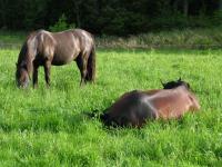 <img200*0:stuff/z/1673/joneyashorses/DSCN1271.JPG>