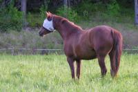 <img200*0:stuff/z/1673/joneyashorses/DSCN1283.JPG>