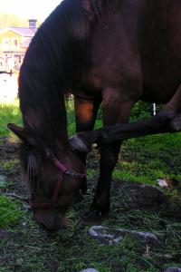 <img200*0:stuff/z/1673/joneyashorses/DSCN1473.JPG>