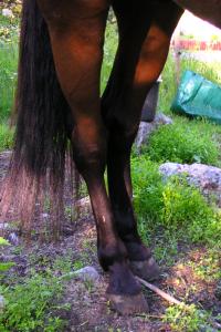 <img200*0:stuff/z/1673/joneyashorses/DSCN1481.JPG>