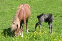 <img200*0:stuff/z/1673/joneyashorses/DSCN1579.JPG>