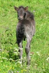 <img200*0:stuff/z/1673/joneyashorses/DSCN1583.JPG>
