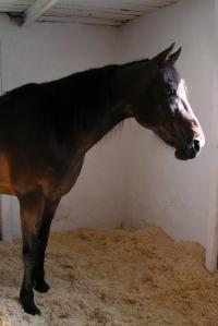 <img200*0:stuff/z/1673/joneyashorses/DSCN1950.JPG>