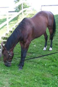 <img200*0:stuff/z/1673/joneyashorses/DSCN2128.JPG>