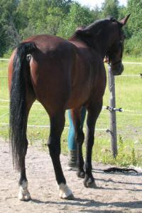 <img200*0:stuff/z/1673/joneyashorses/DSCN2133.JPG>