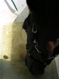 <img200*0:stuff/z/1673/joneyashorses/DSCN2136.JPG>