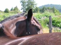 <img200*0:stuff/z/1673/joneyashorses/DSCN2139.JPG>