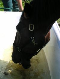 <img200*0:stuff/z/1673/joneyashorses/DSCN2140.JPG>