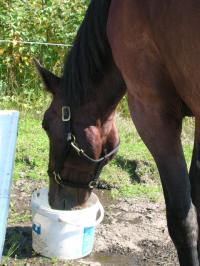 <img200*0:stuff/z/1673/joneyashorses/DSCN2141.JPG>