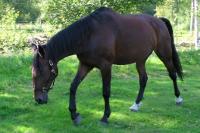 <img200*0:stuff/z/1673/joneyashorses/DSCN2142.JPG>