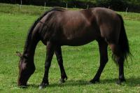 <img200*0:stuff/z/1673/joneyashorses/DSCN2280.JPG>