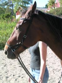 <img200*0:stuff/z/1673/joneyashorses/DSCN2594.JPG>