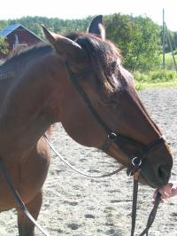 <img200*0:stuff/z/1673/joneyashorses/DSCN2600.JPG>
