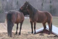 <img200*0:stuff/z/1673/joneyashorses/DSCN3917.JPG>