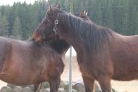 <img200*0:stuff/z/1673/joneyashorses/DSCN3922.JPG>