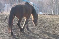 <img200*0:stuff/z/1673/joneyashorses/DSCN3923.JPG>