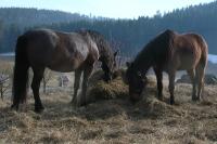 <img200*0:stuff/z/1673/joneyashorses/DSCN3925.JPG>
