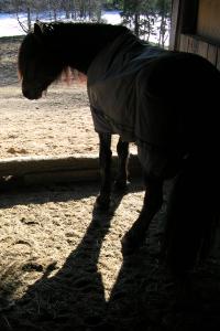 <img200*0:stuff/z/1673/joneyashorses/DSCN3988.JPG>