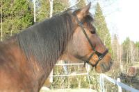 <img200*0:stuff/z/1673/joneyashorses2/DSCN4073.JPG>