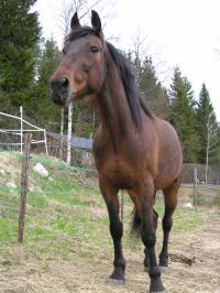 <img200*0:stuff/z/1673/joneyashorses2/DSCN4160.JPG>