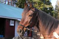 <img200*0:stuff/z/1673/joneyashorses2/DSCN4188.JPG>