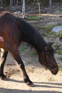 <img200*0:stuff/z/1673/joneyashorses2/DSCN4193.JPG>