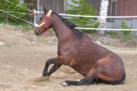 <img200*0:stuff/z/1673/joneyashorses2/DSCN4384.JPG>
