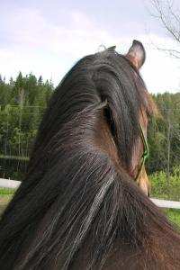 <img200*0:stuff/z/1673/joneyashorses2/DSCN4389.JPG>